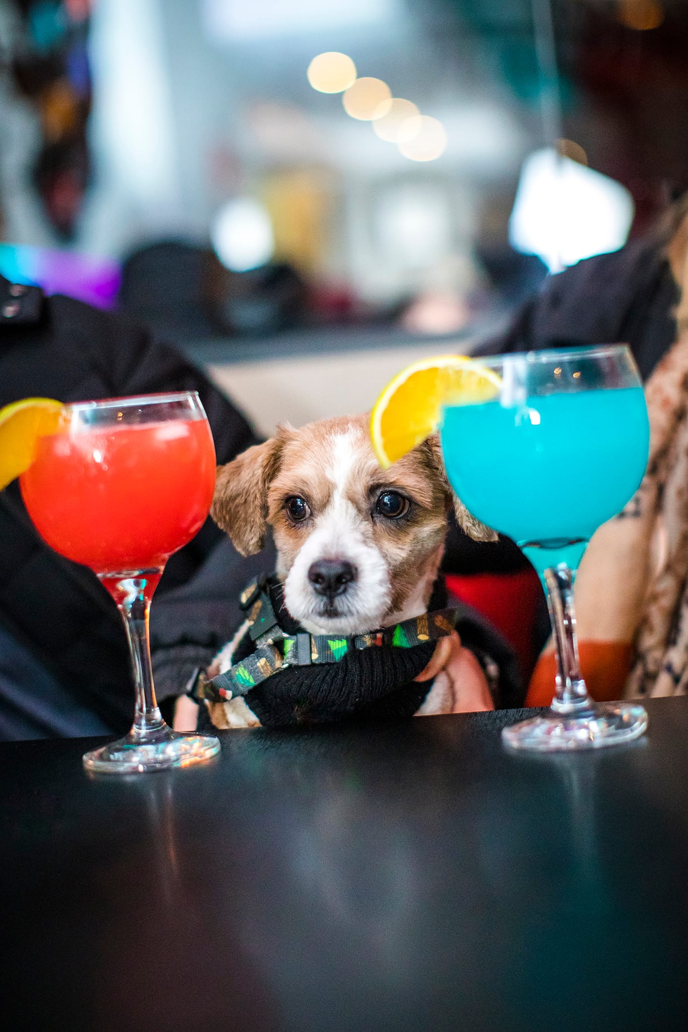 Cachorro ao lado de dois drinks populares do bar e restaurante Maria Bonjour